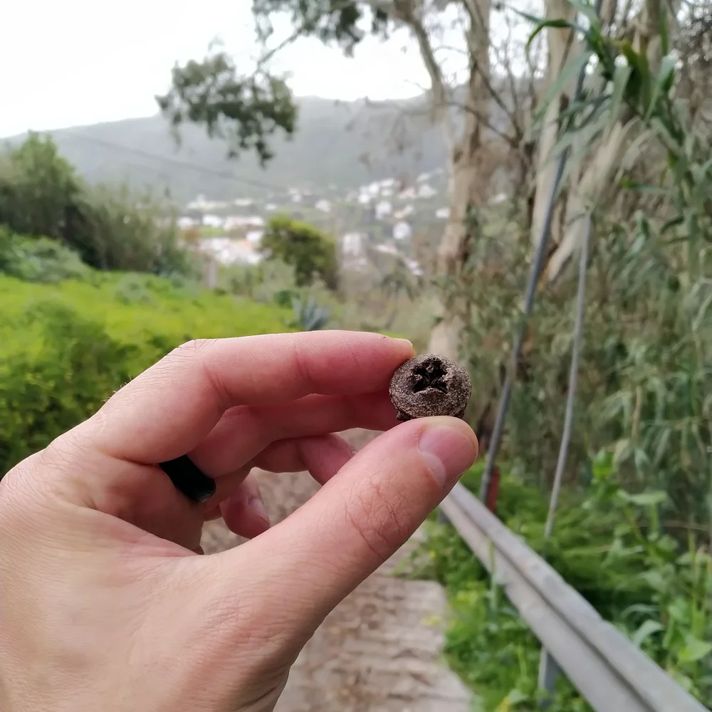 Plod stromu, co vypadá jako knoflík