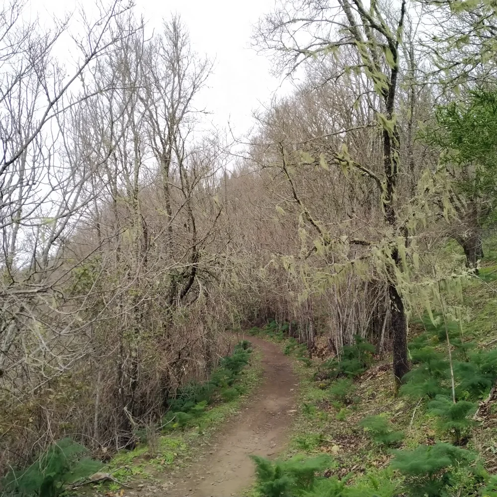 zká lesní stezka lemovaná holými stromy porostlými lišejníkem, po stranách kapradí a zelené podrosty